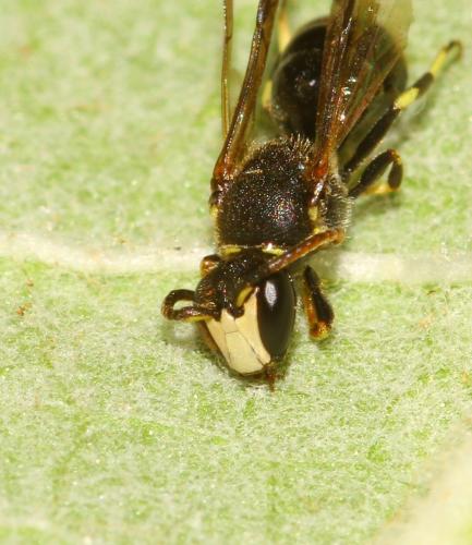 Réf. 327 189 : Hylaeus sp.